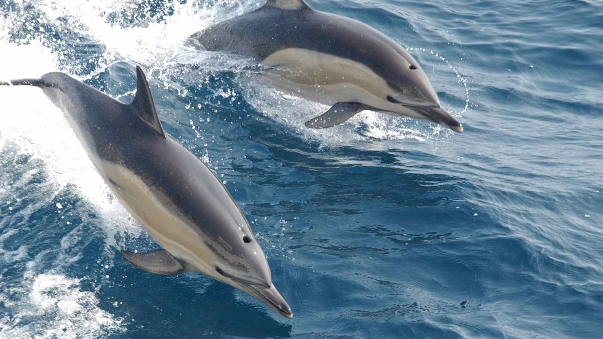 Read Dreams Come True: Dolphin Watching in the Wild