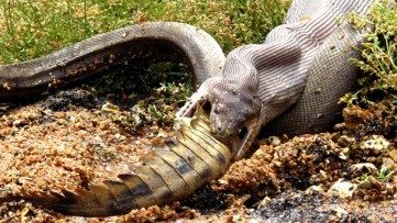 Australia’s Most Dangerous Animals & How to Spot Them
