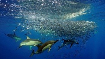 Sixgill Sharks and Zombie Worms: The Unseen Azores Marine Life